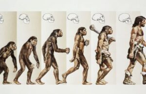 Evolution