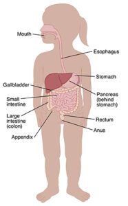 Outline Of Toddler Girl Showing Digestive Tract. SOURCE: Based On 88591 2, Used In 88591